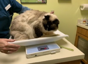 猫の体重を量る方法 