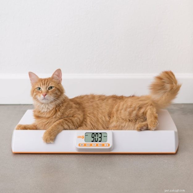 고양이 체중 측정 방법