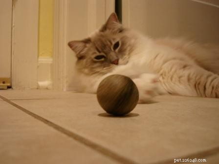 Os gatos podem ter overdose de catnip?