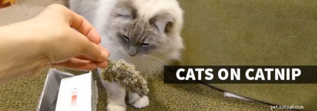 I gatti possono overdose di erba gatta?