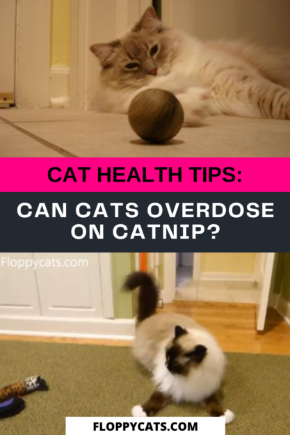 猫はキャットニップで過剰摂取できますか？ 