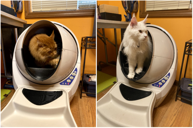 Robots de litière et chats Maine Coon