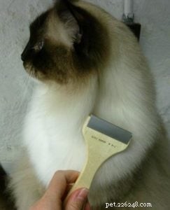 Pêlo emaranhado de gato:dicas e truques para remover tapetes de gato