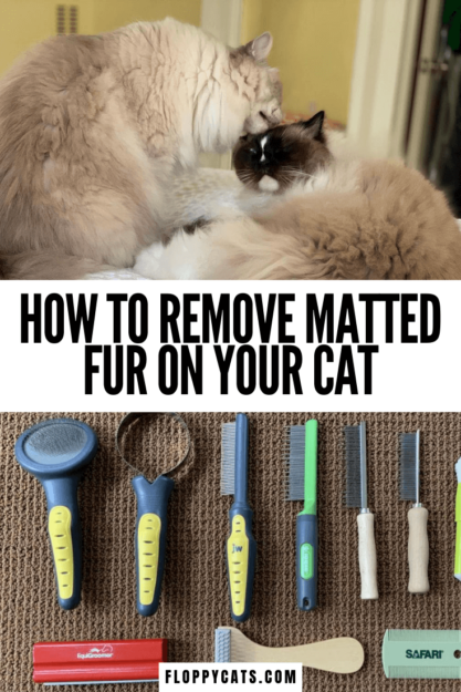 Pelliccia arruffata di gatto:suggerimenti e trucchi per rimuovere le stuoie di gatto
