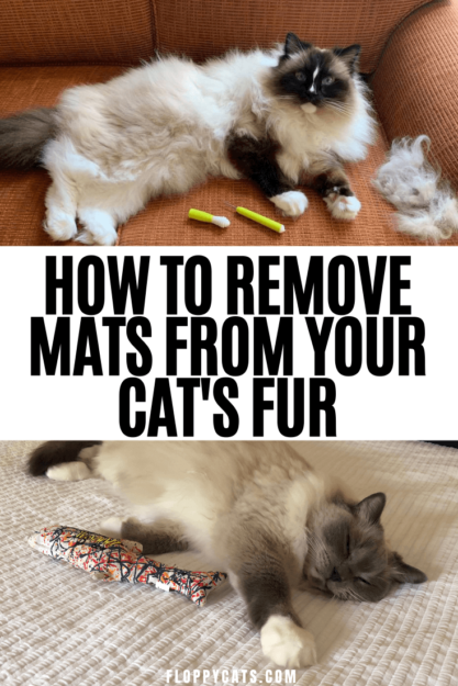 Fourrure emmêlée de chat :trucs et astuces pour retirer les tapis de chat