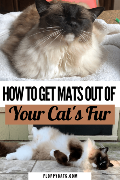 Fourrure emmêlée de chat :trucs et astuces pour retirer les tapis de chat