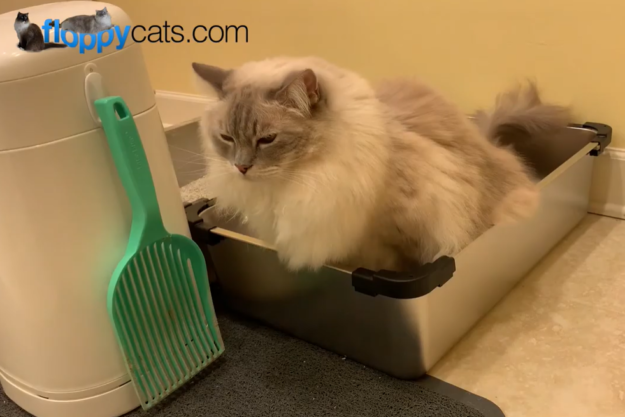 세척 가능한 고양이 쓰레기가 정화조에 안전한가요?