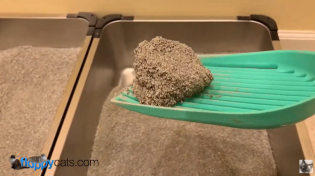 洗浄可能な猫砂は浄化槽にとって安全ですか？ 