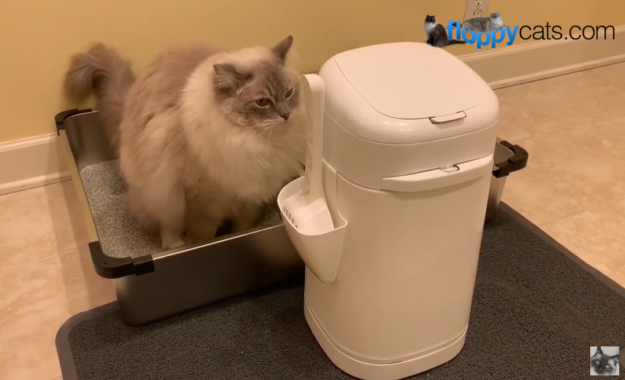 세척 가능한 고양이 쓰레기가 정화조에 안전한가요?