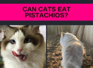 猫はピスタチオを食べることができますか？ 