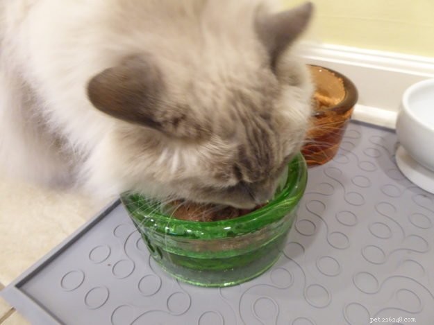 Může mokré jídlo způsobit u koček průjem?