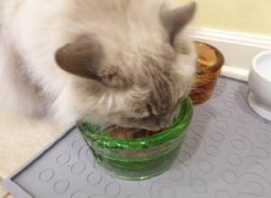 Může mokré jídlo způsobit u koček průjem?