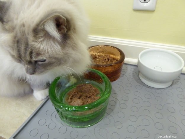 Il cibo umido può causare diarrea nei gatti?