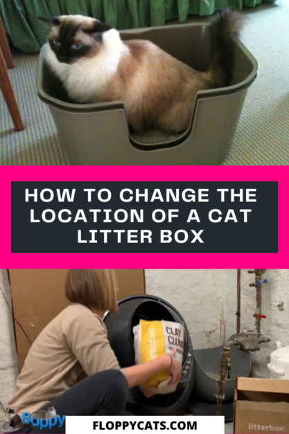 Como alterar a localização de uma caixa de areia para gatos