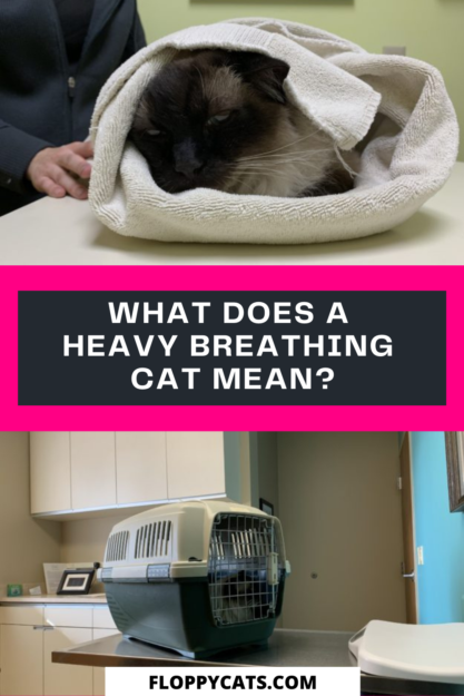Vad betyder en katt som andas tungt?