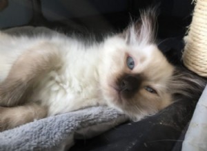 ZsaZsa – Ragdoll of the Week