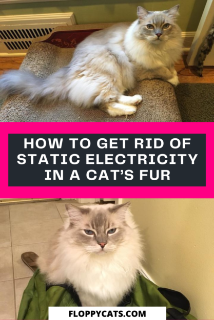 Hoe zich te ontdoen van statische elektriciteit in de vacht van een kat