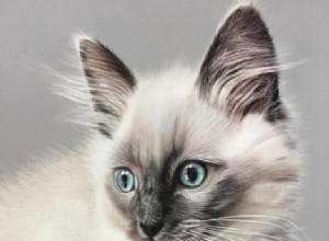ラグドール猫の絵はどこで購入しますか？ 