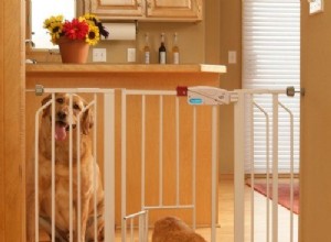 10 идей, как уберечь собаку от кошачьего корма и туалета