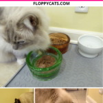 고양이가 음식 그릇 주위를 긁는 이유는 무엇입니까?