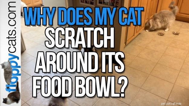 Perché il mio gatto si gratta intorno alla ciotola del cibo?