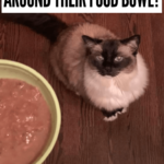 Perché il mio gatto si gratta intorno alla ciotola del cibo?