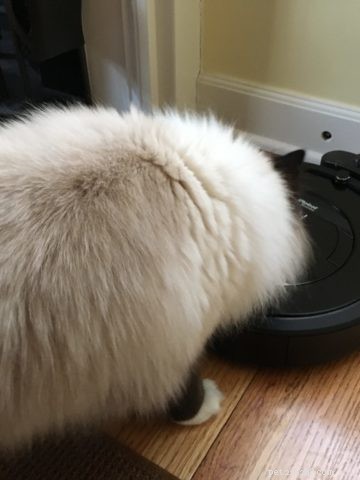 Por que meu gato arranha a tigela de comida?