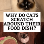 고양이가 음식 그릇 주위를 긁는 이유는 무엇입니까?