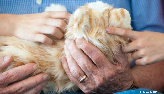 Brinquedo de gato de Alzheimer – 1 animal de estimação que eles podem ter