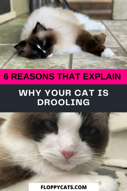 고양이가 침을 흘리는 이유를 설명하는 6가지 이유