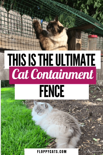 Забор для содержания кошек:один читатель рассказывает, как он держит своего кота породы рэгдолл