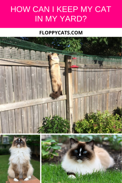 猫の封じ込め柵：1人の読者がラグドール猫をどのように封じ込めているかを共有します 