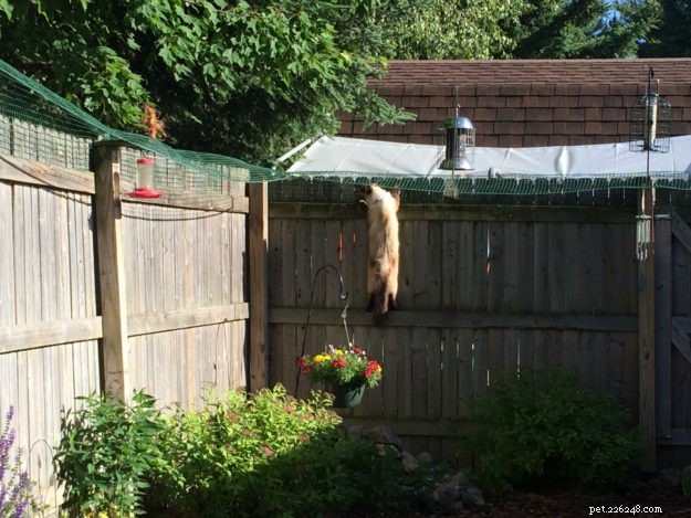 Забор для содержания кошек:один читатель рассказывает, как он держит своего кота породы рэгдолл