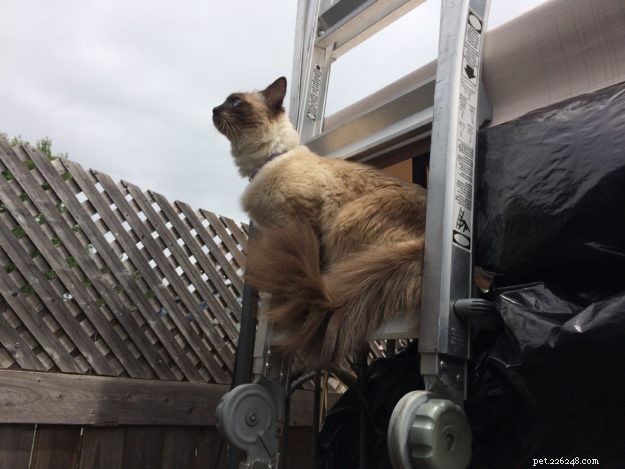 Recinzione di contenimento per gatti:un lettore racconta come contiene il suo gatto Ragdoll