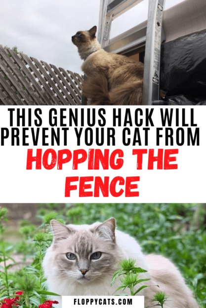 猫の封じ込め柵：1人の読者がラグドール猫をどのように封じ込めているかを共有します 
