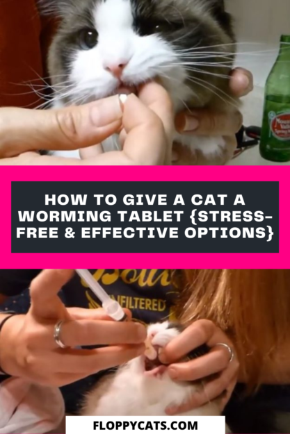 猫にワーミングタブレットを与える方法{ストレスフリーで効果的なオプション} 