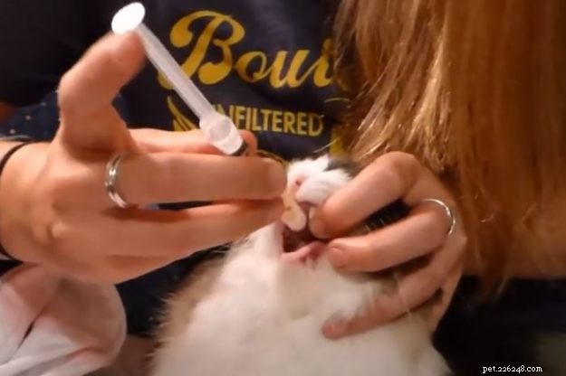 Как дать кошке таблетку от глистов {эффективные варианты без стресса}