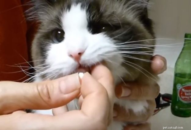 Como dar a um gato um comprimido de vermifugação {Opções eficazes e sem estresse}