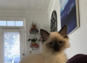 Juniper – Ragdoll Kitten of the Month