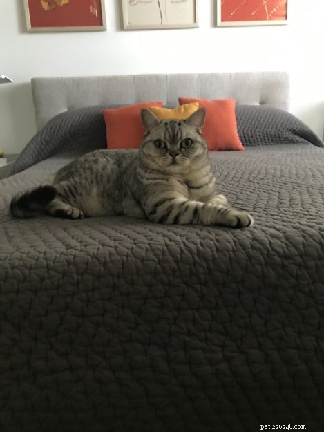 ジュニパー–今月のラグドール子猫
