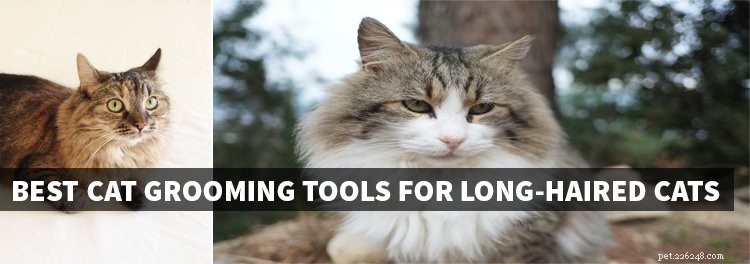 Bästa kattvårdsverktyg för långhåriga katter