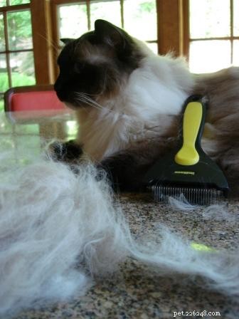 Meilleurs outils de toilettage pour chats à poils longs