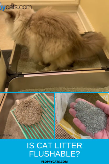 A areia para gatos pode ser lavada?