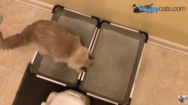 La litière pour chat peut-elle être jetée ?