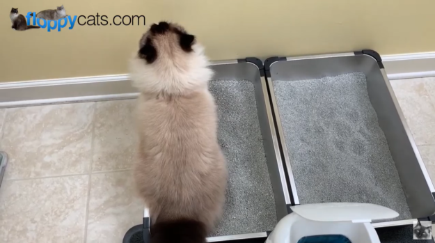 La litière pour chat peut-elle être jetée ?