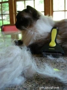 Ragdoll 고양이는 털갈이를 하나요?