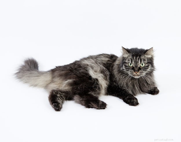 As maiores raças de gatos domésticos do mundo – qual é a certa para você?