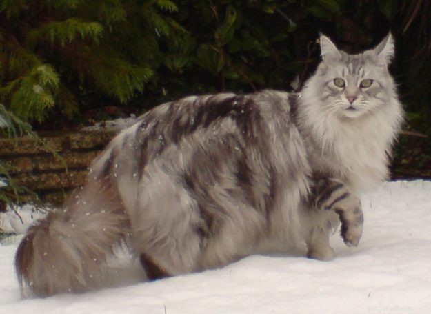 세계에서 가장 큰 고양이 품종 – 당신에게 적합한 품종은 무엇입니까?