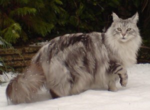  s Werelds grootste gedomesticeerde kattenrassen - welke is geschikt voor u?