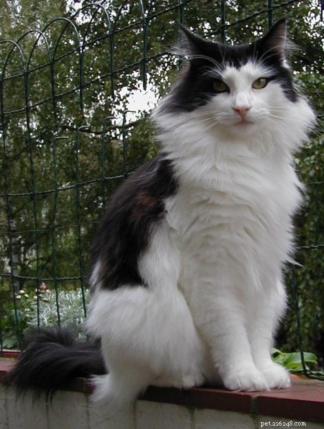 世界最大の飼い猫の品種–どれがあなたにぴったりですか？ 